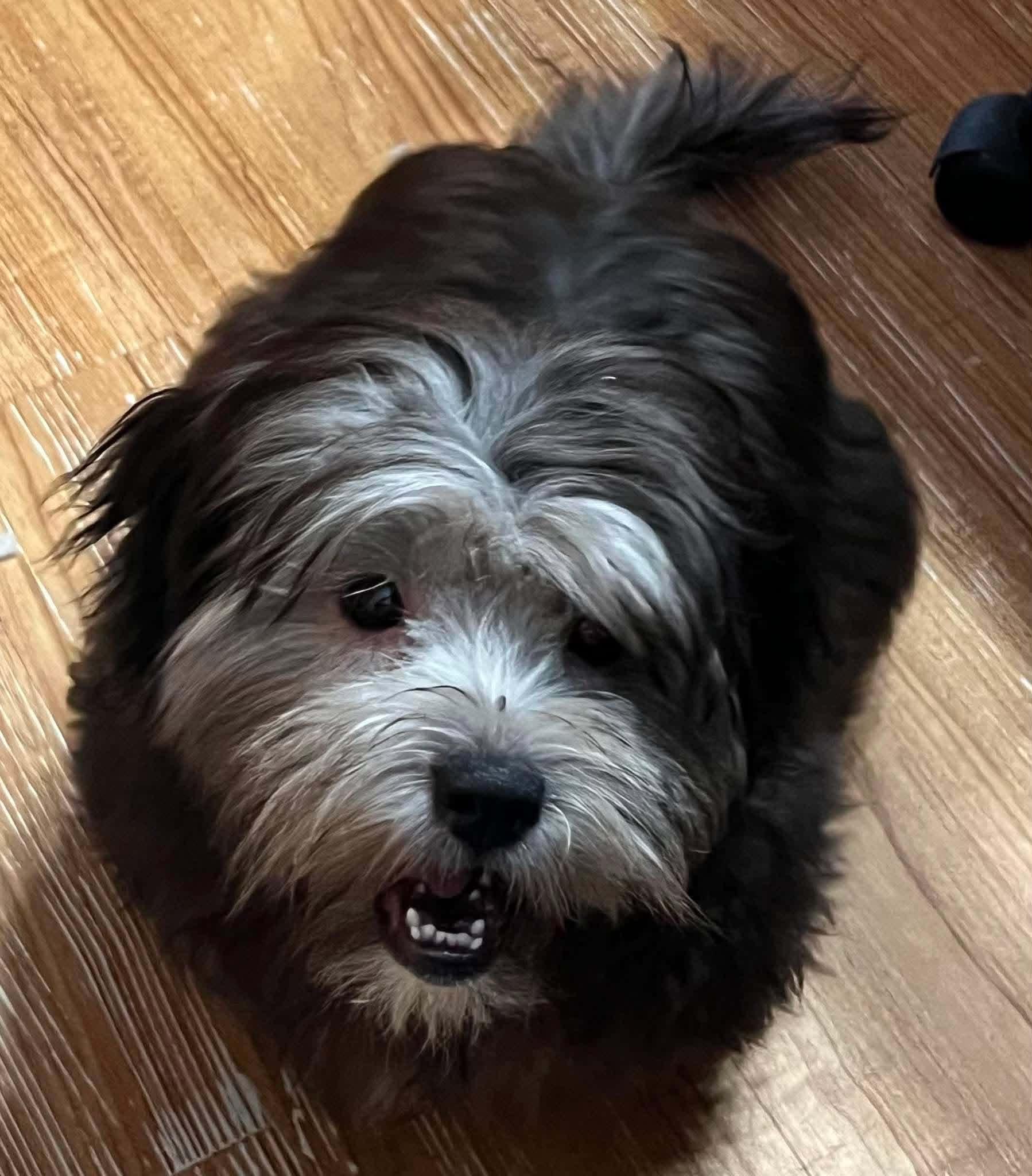 Enlarge Trixie, a Adoptable Havanese in Homer Glen, IL image 2/3