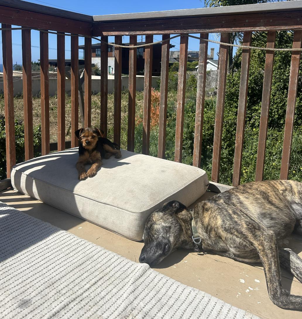 Enlarge Bug, a ADOPTABLE mixed breed in Carlsbad, CA image 6/6