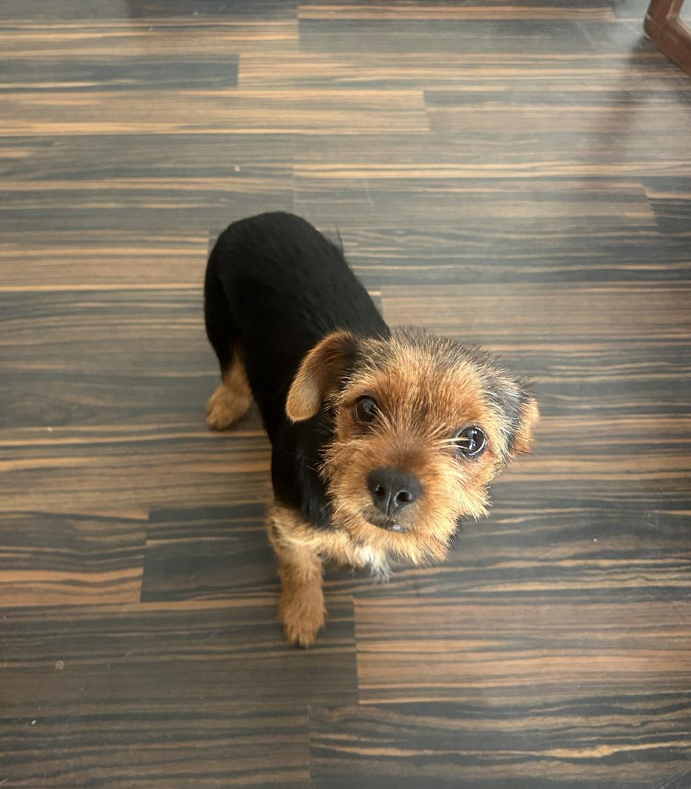 Enlarge Bug, a ADOPTABLE mixed breed in Carlsbad, CA image 4/6