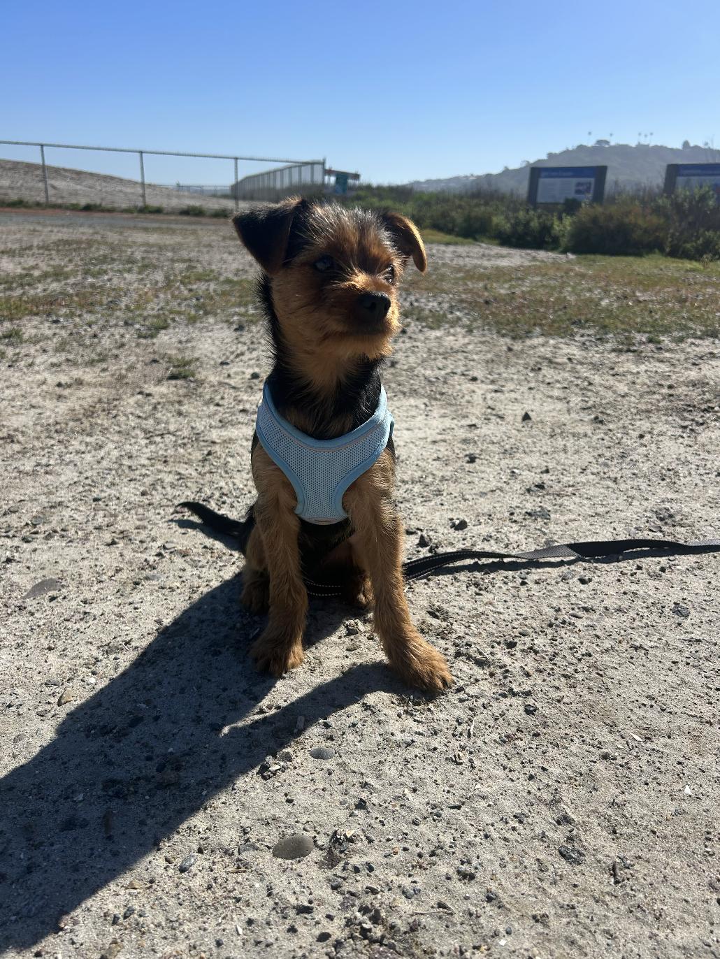 Enlarge Bug, a ADOPTABLE mixed breed in Carlsbad, CA image 5/6