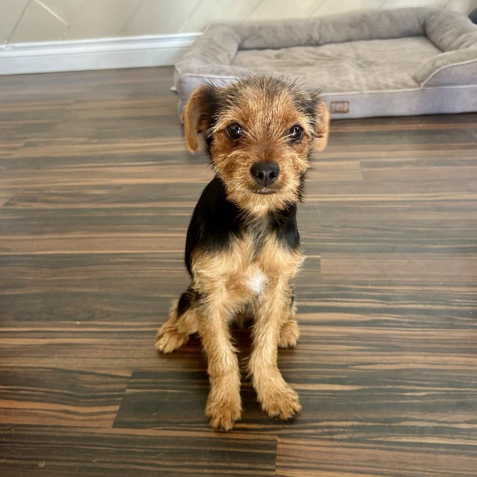 Bug, ADOPTABLE, Puppy Male Yorkshire Terrier.