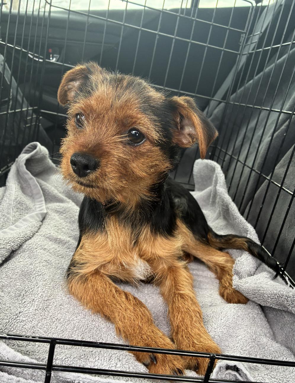 Enlarge Bug, a ADOPTABLE mixed breed in Carlsbad, CA image 2/6