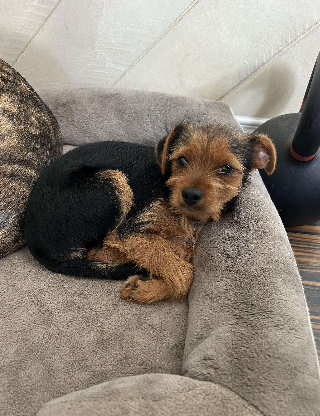 Enlarge Bug, a ADOPTABLE mixed breed in Carlsbad, CA image 3/6