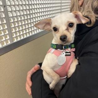 Biscotti, adopted, Puppy Female Chihuahua.