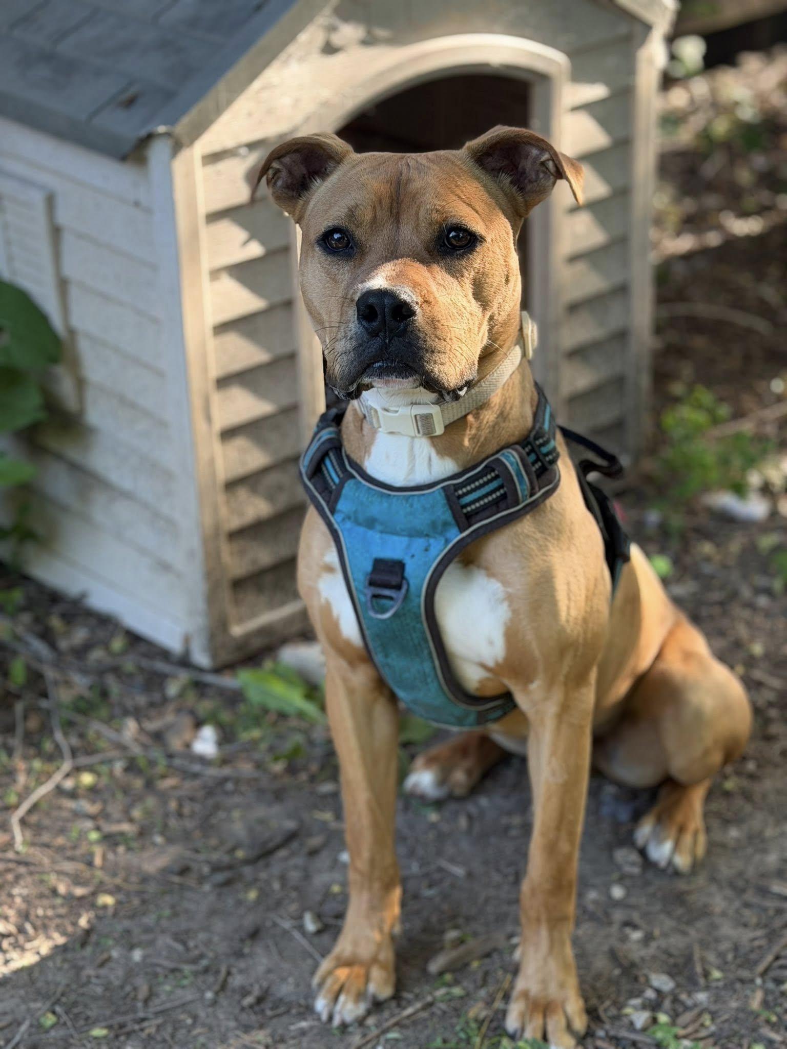 Stew, a ADOPTABLE Pit Bull Terrier in Martinsville, IN image 2/6