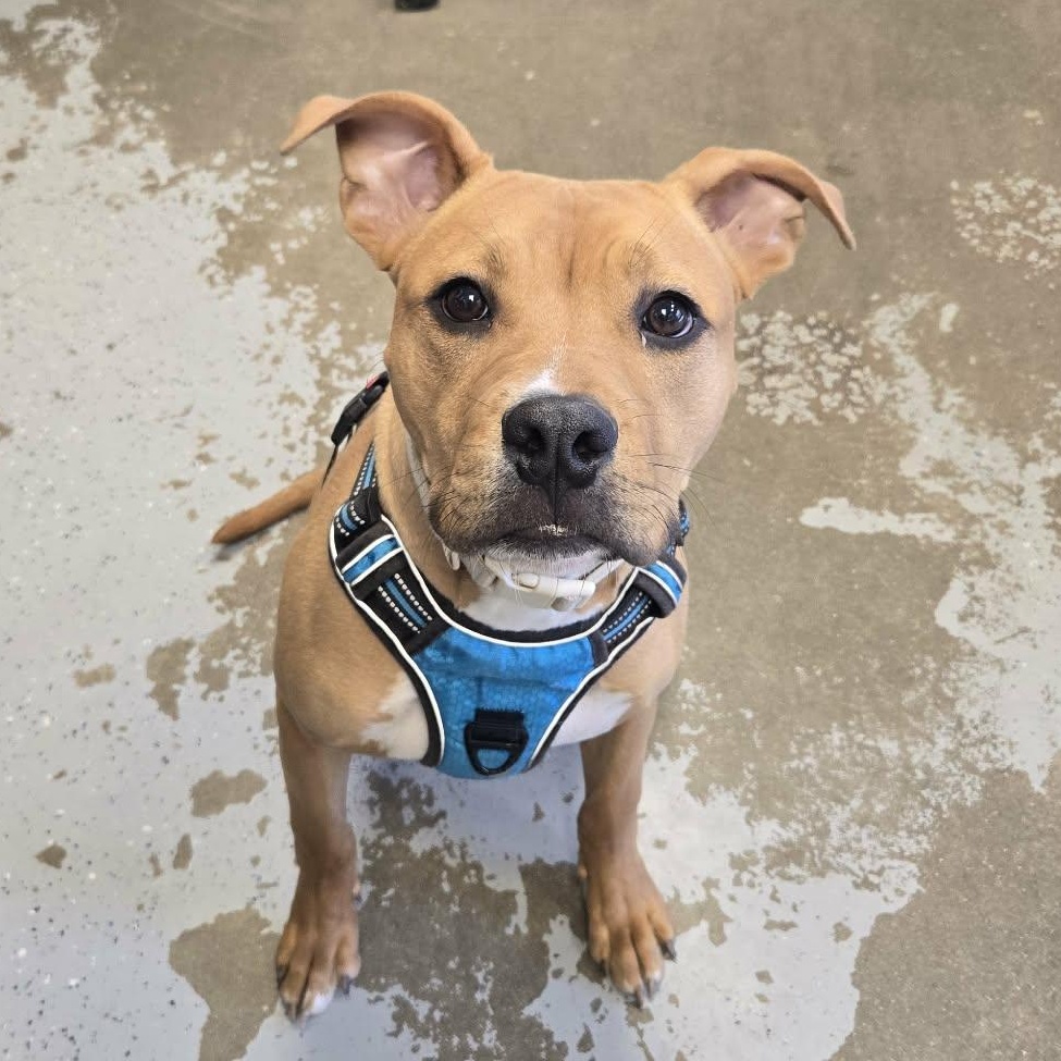 Enlarge Stew, a ADOPTABLE Pit Bull Terrier in Martinsville, IN image 4/5