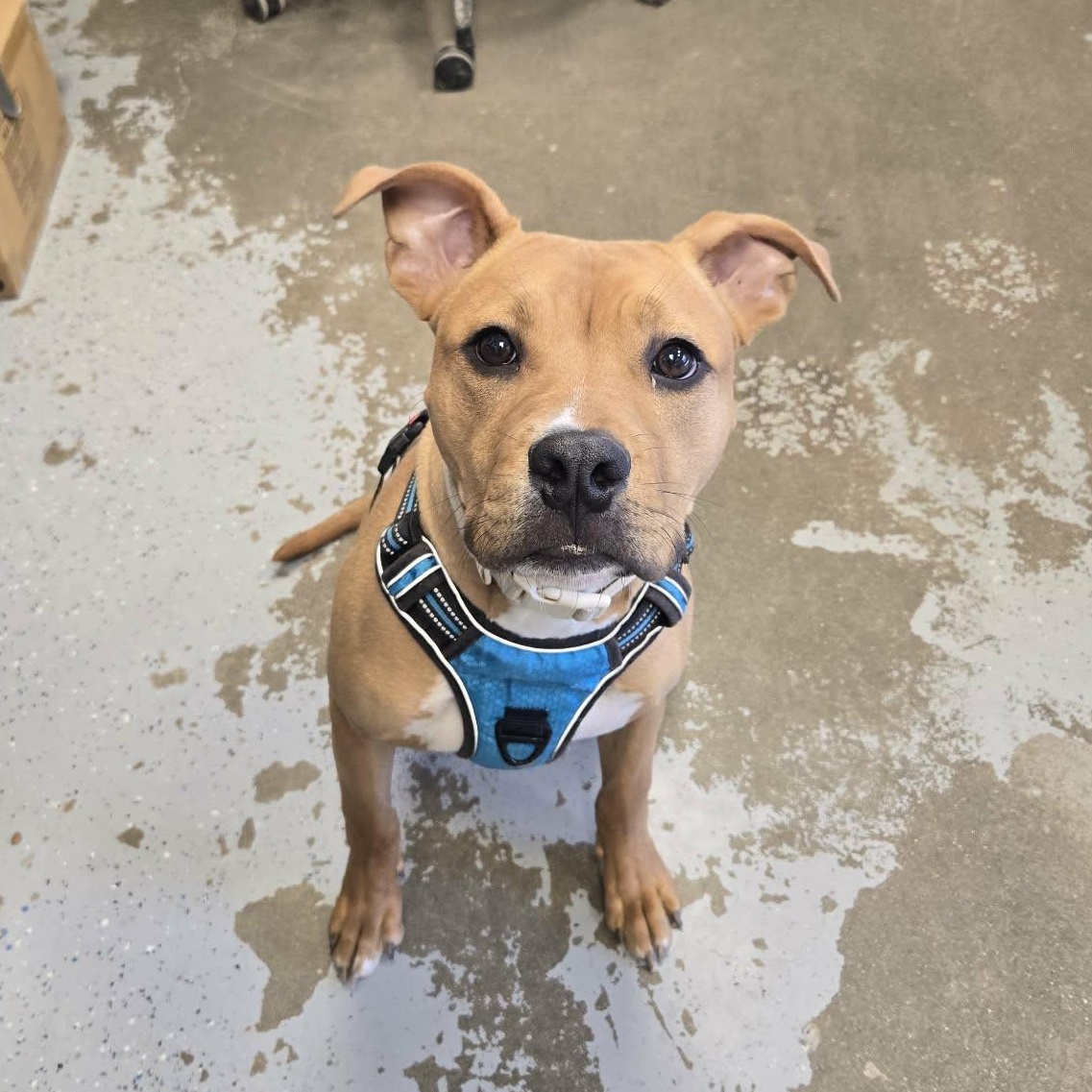 Enlarge Stew, a ADOPTABLE Pit Bull Terrier in Martinsville, IN image 3/3
