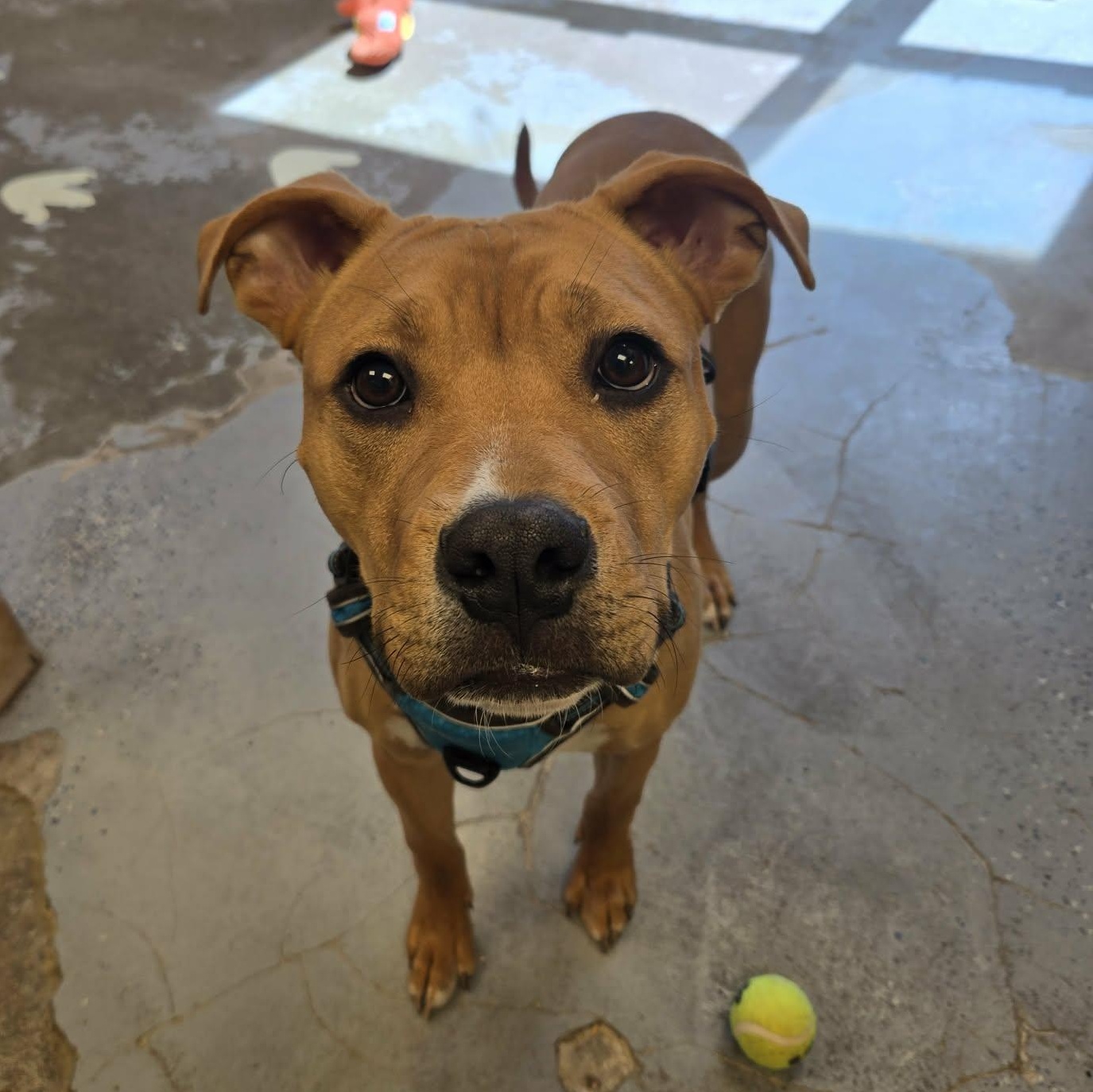 Stew, ADOPTABLE, Young Male Pit Bull Terrier.