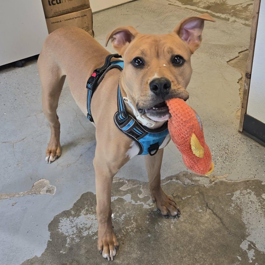 Enlarge Stew, a ADOPTABLE Pit Bull Terrier in Martinsville, IN image 3/5