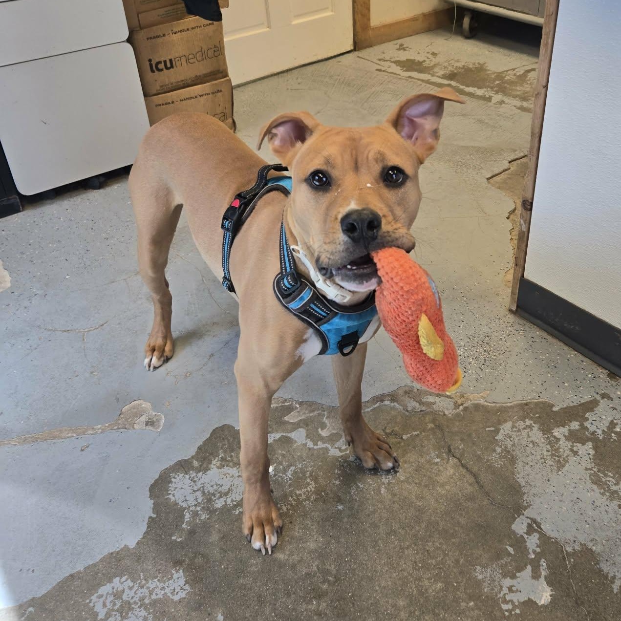 Enlarge Stew, a ADOPTABLE Pit Bull Terrier in Martinsville, IN image 2/3