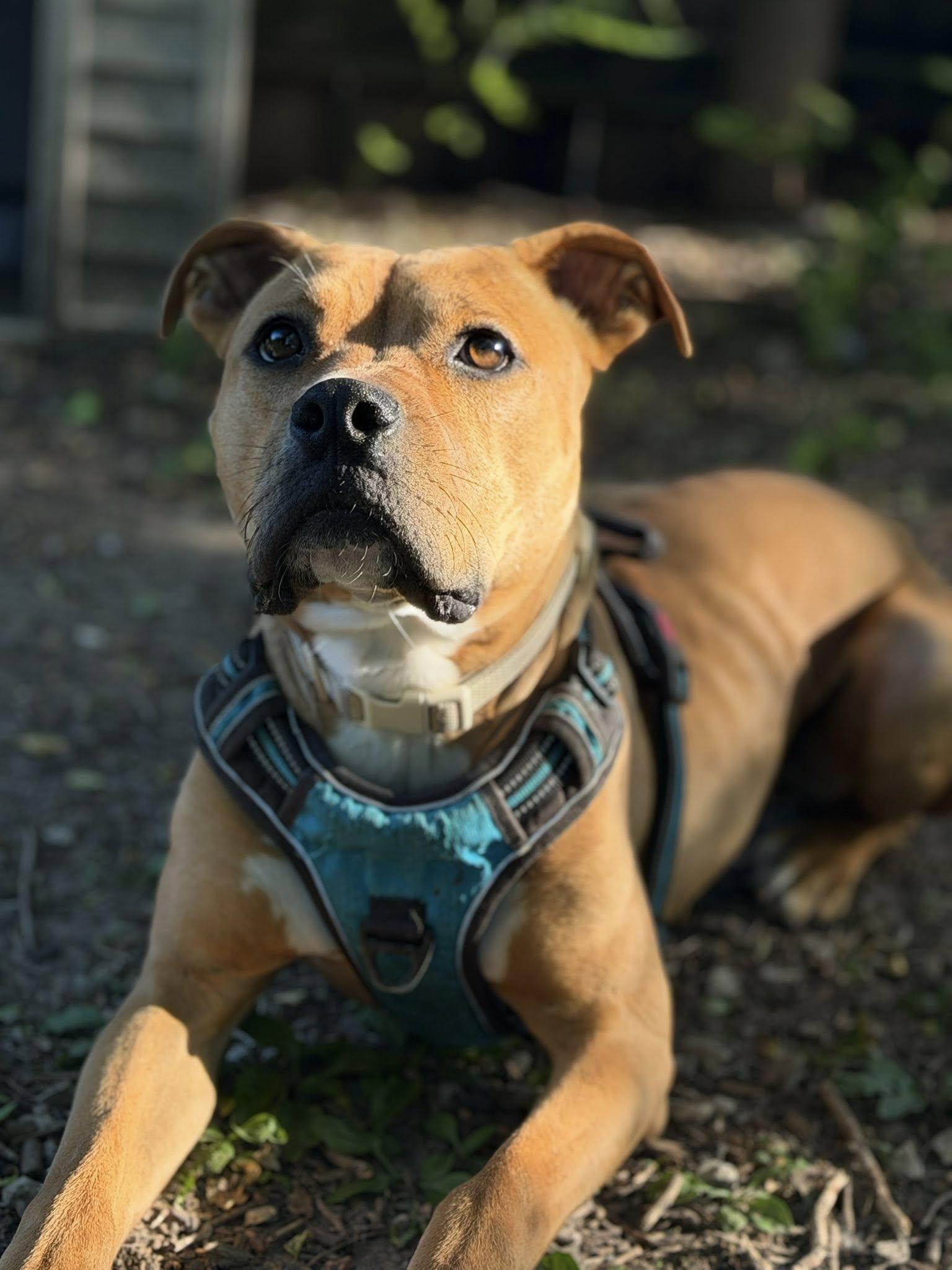 Stew, a ADOPTABLE Pit Bull Terrier in Martinsville, IN image 1/6
