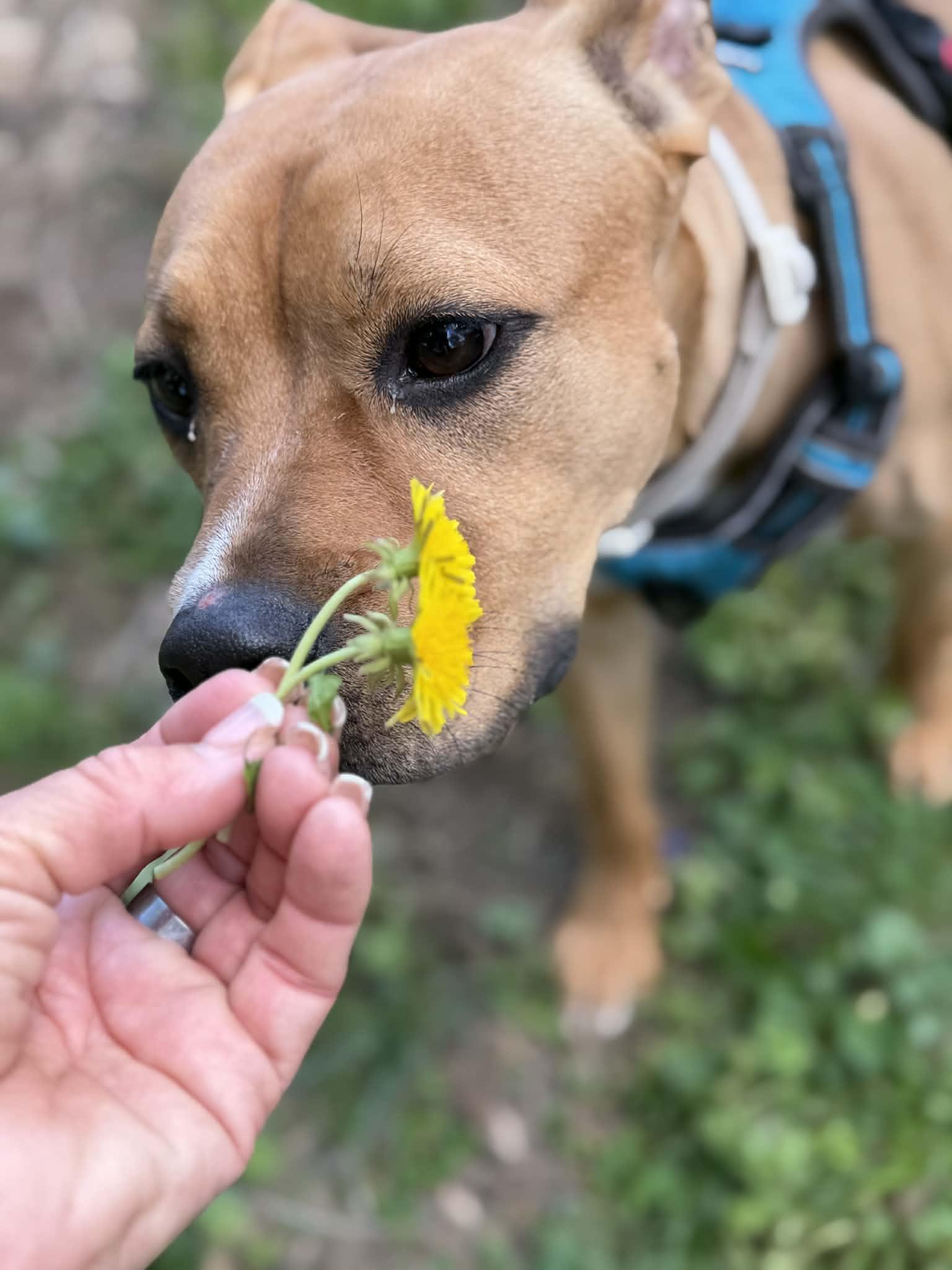 Enlarge Stew, a ADOPTABLE Pit Bull Terrier in Martinsville, IN image 5/5