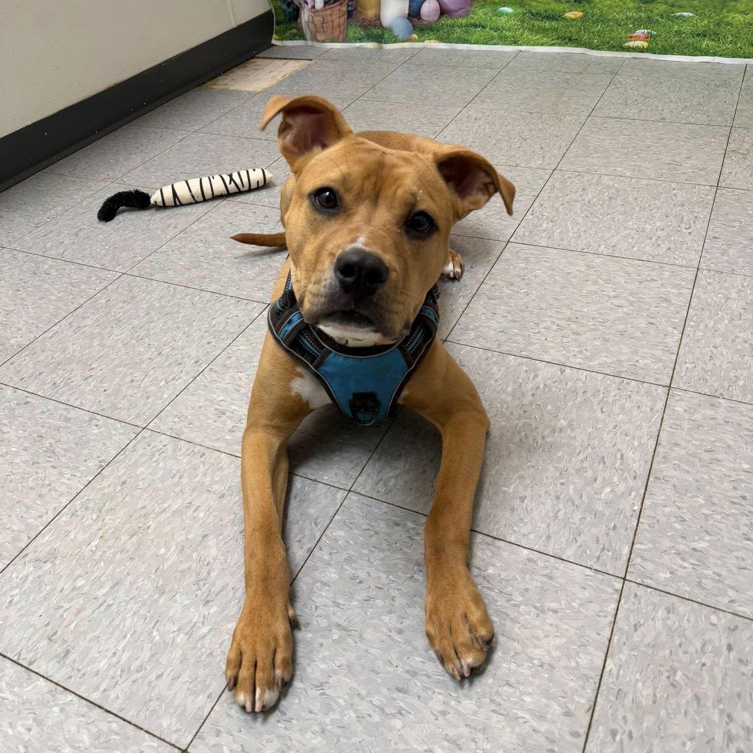 Enlarge Stew, a ADOPTABLE Pit Bull Terrier in Martinsville, IN image 2/5