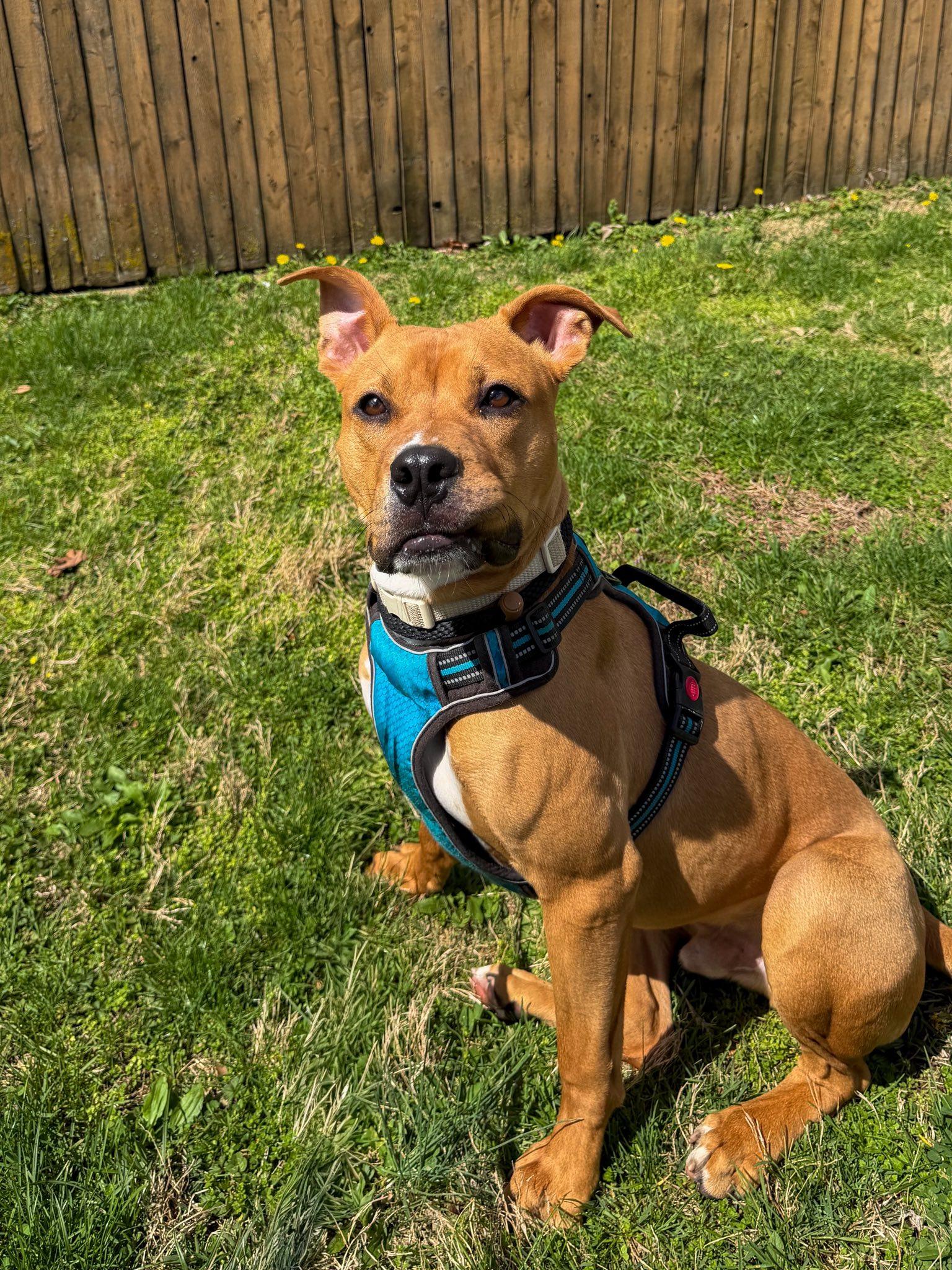 Stew, ADOPTABLE, Young Male Pit Bull Terrier.