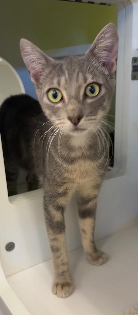 Koda, Adoptable, Young Male Domestic Short Hair.