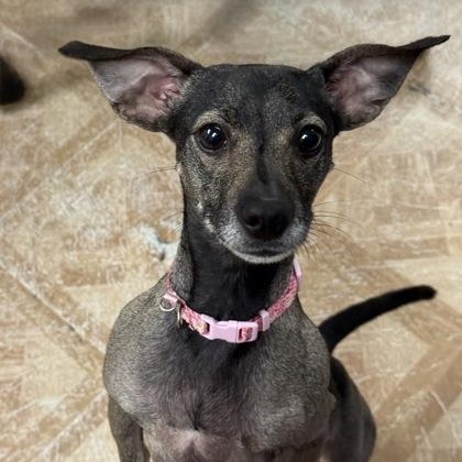 Enlarge Kari, a ADOPTABLE mixed breed in Worcester, MA image 1/1