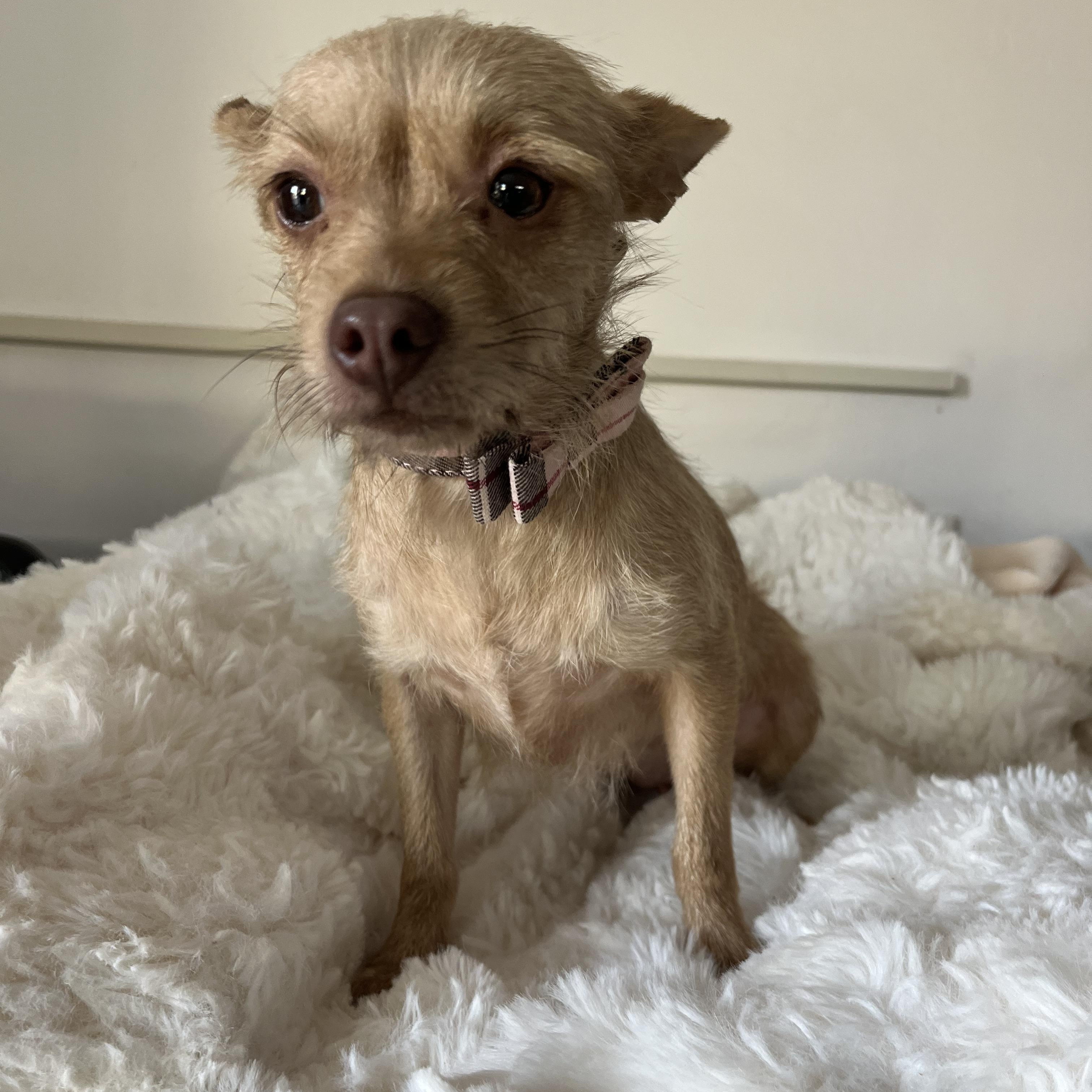 Enlarge Cammie, a ADOPTABLE mixed breed in Poway, CA image 2/3