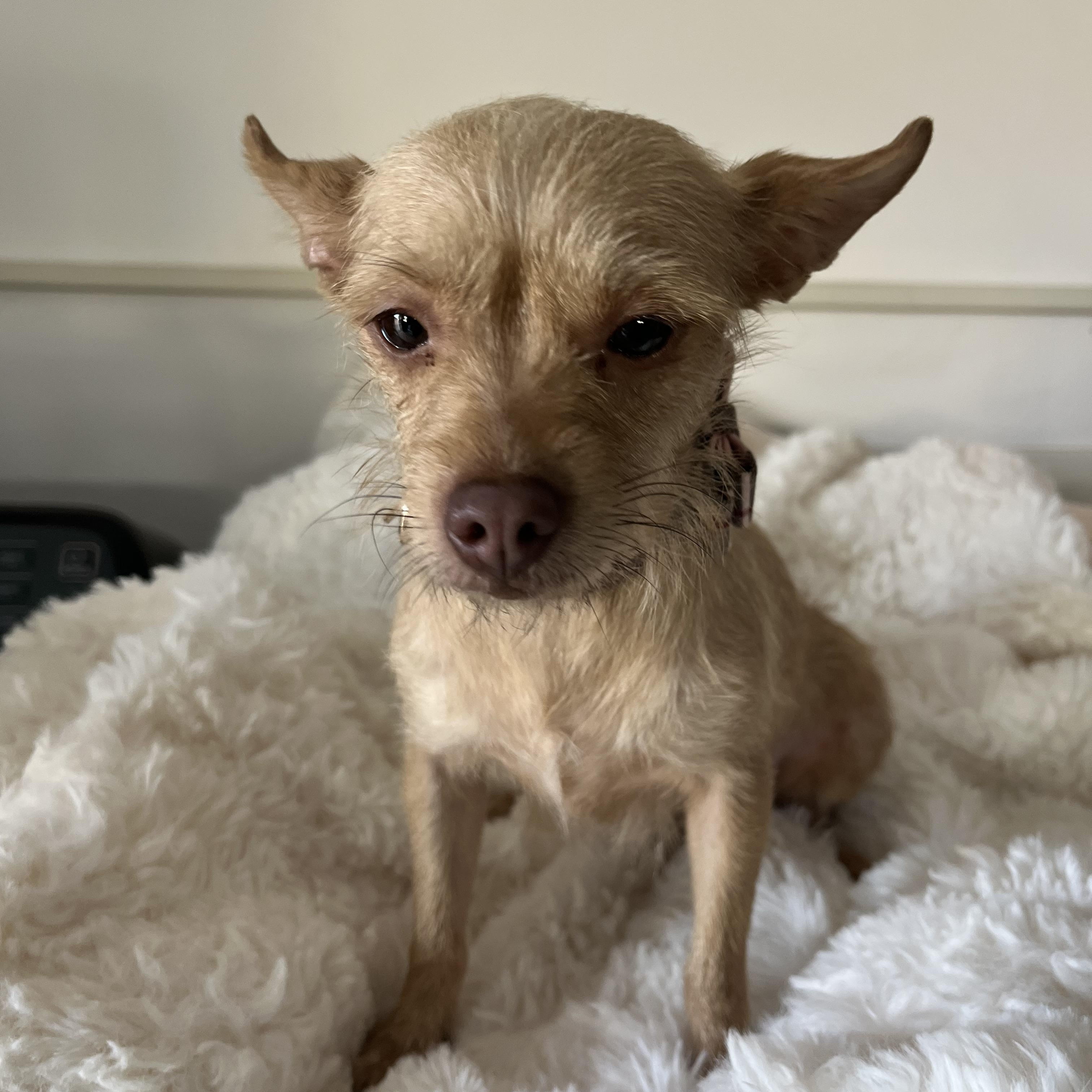 Cammie, ADOPTABLE, Young Female Chihuahua & Yorkshire Terrier.