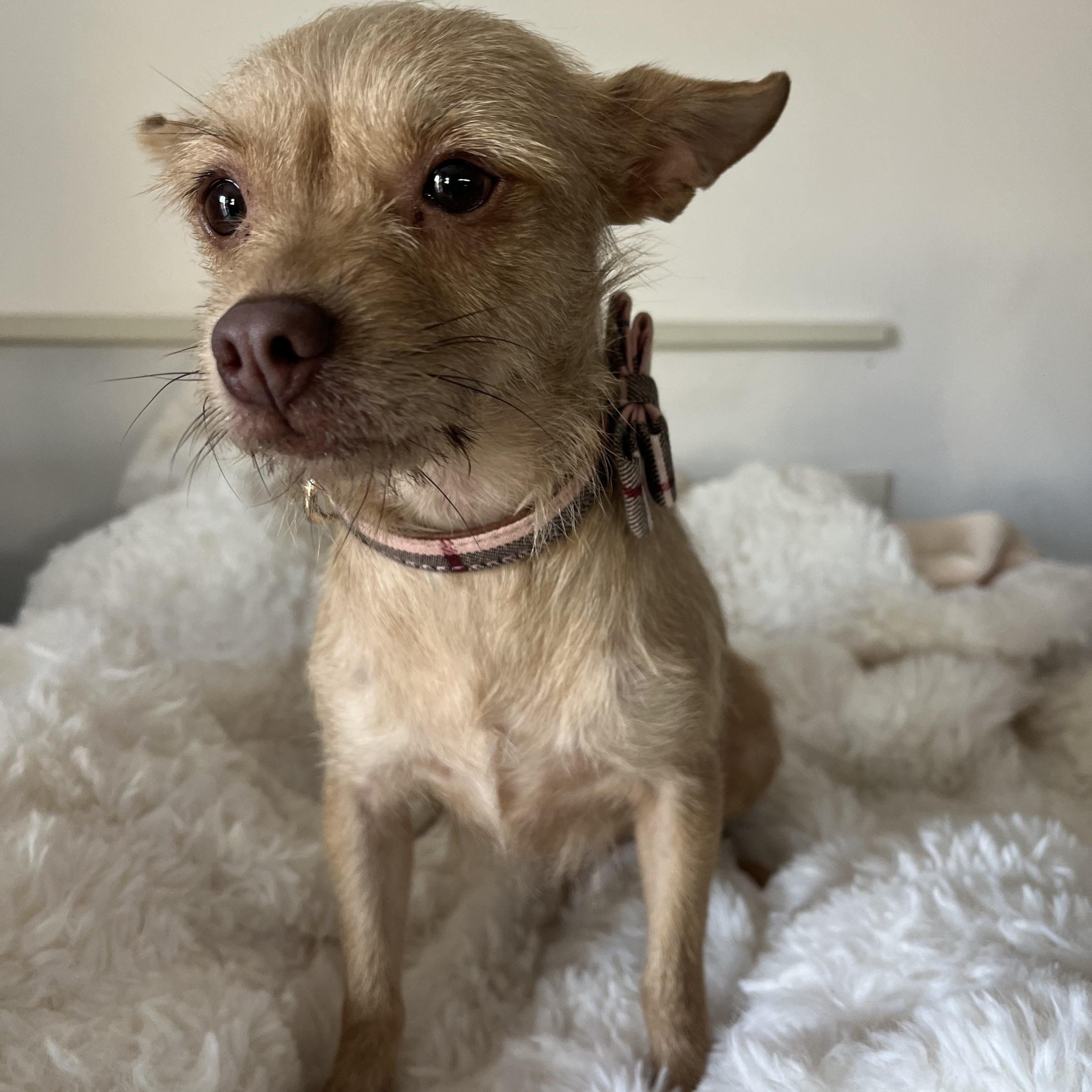 Enlarge Cammie, a ADOPTABLE mixed breed in Poway, CA image 3/3