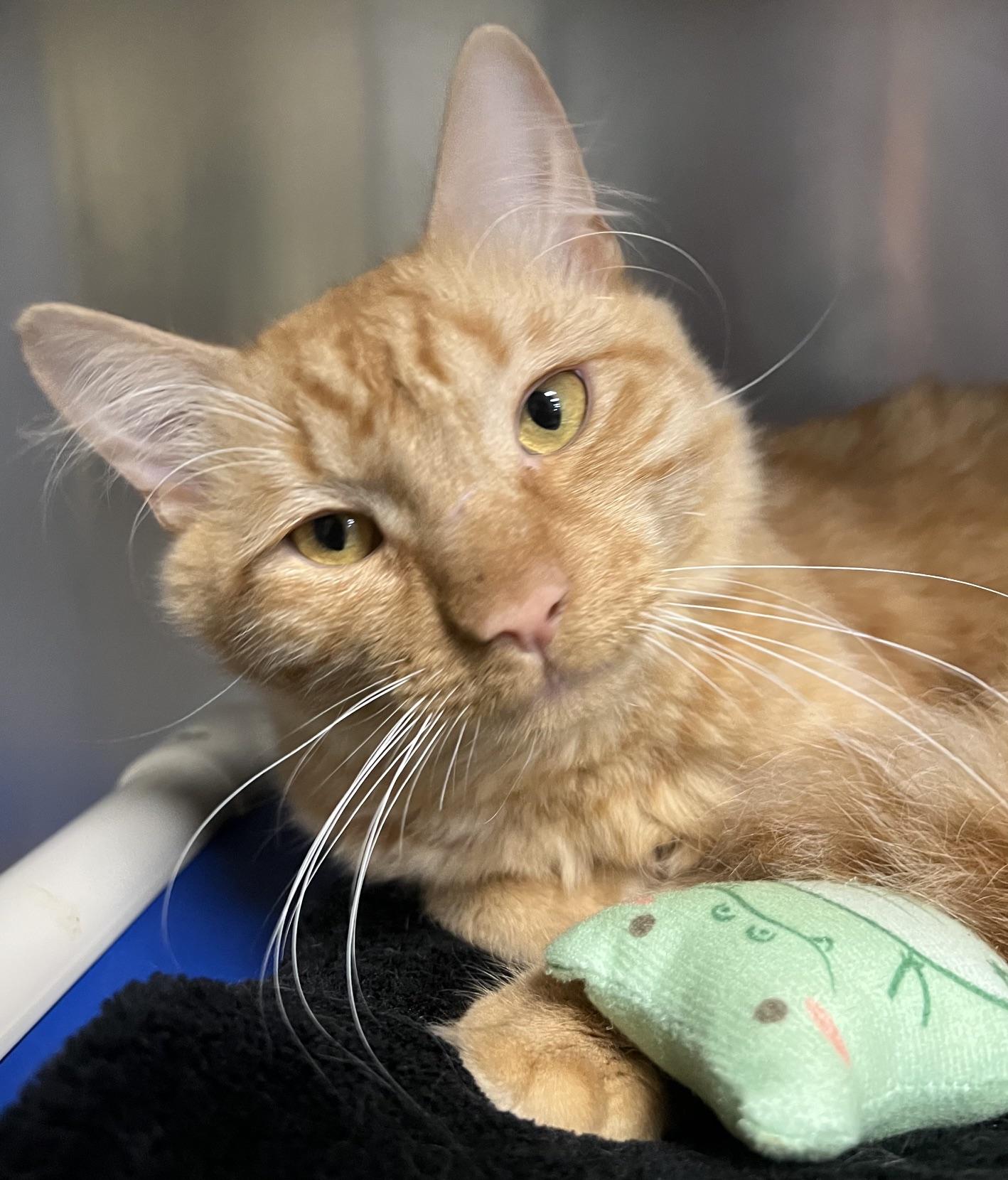 Enlarge Skipper, an adopted Domestic Medium Hair in Johnston, RI image 5/6