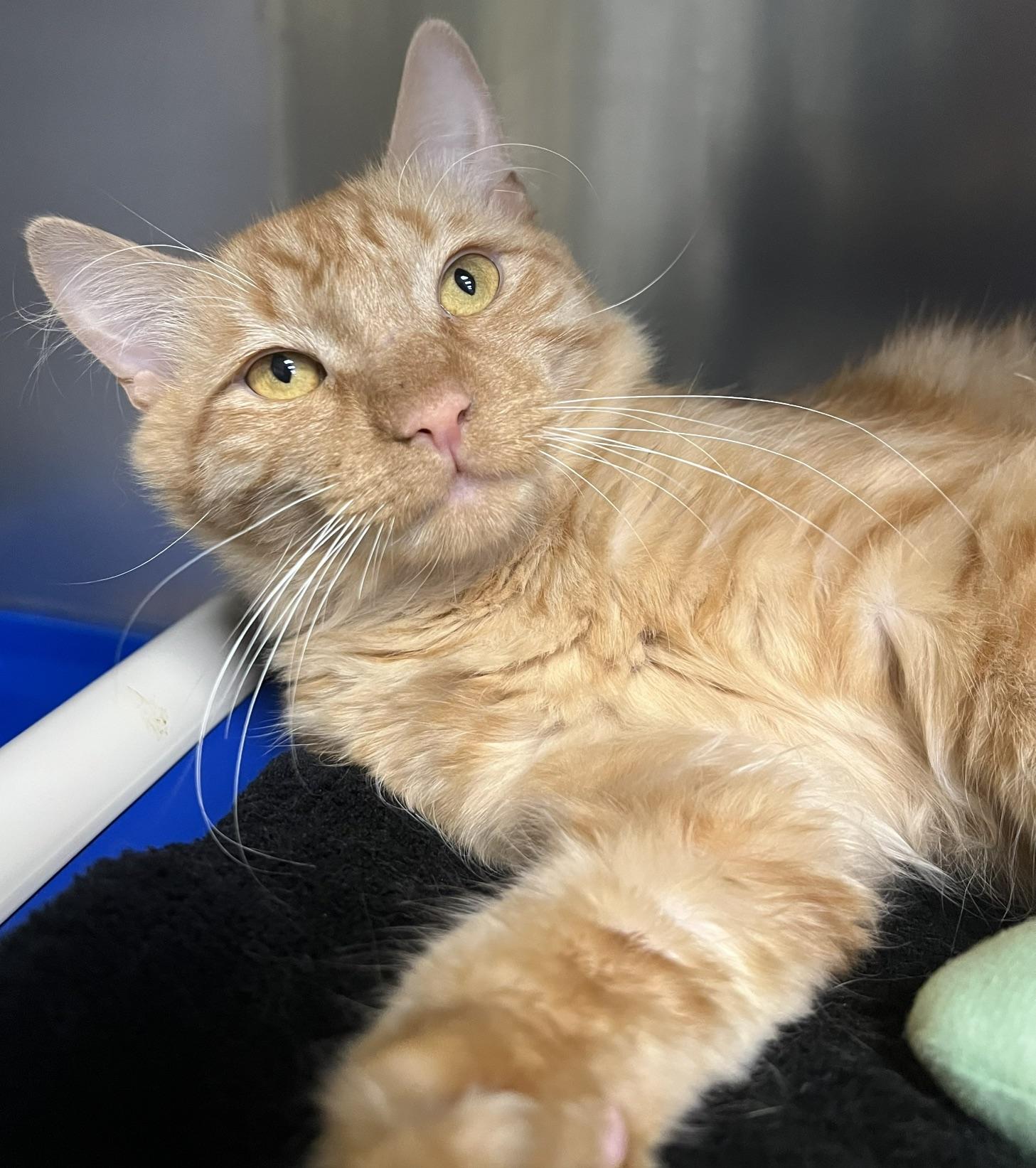 Enlarge Skipper, an adopted Domestic Medium Hair in Johnston, RI image 6/6
