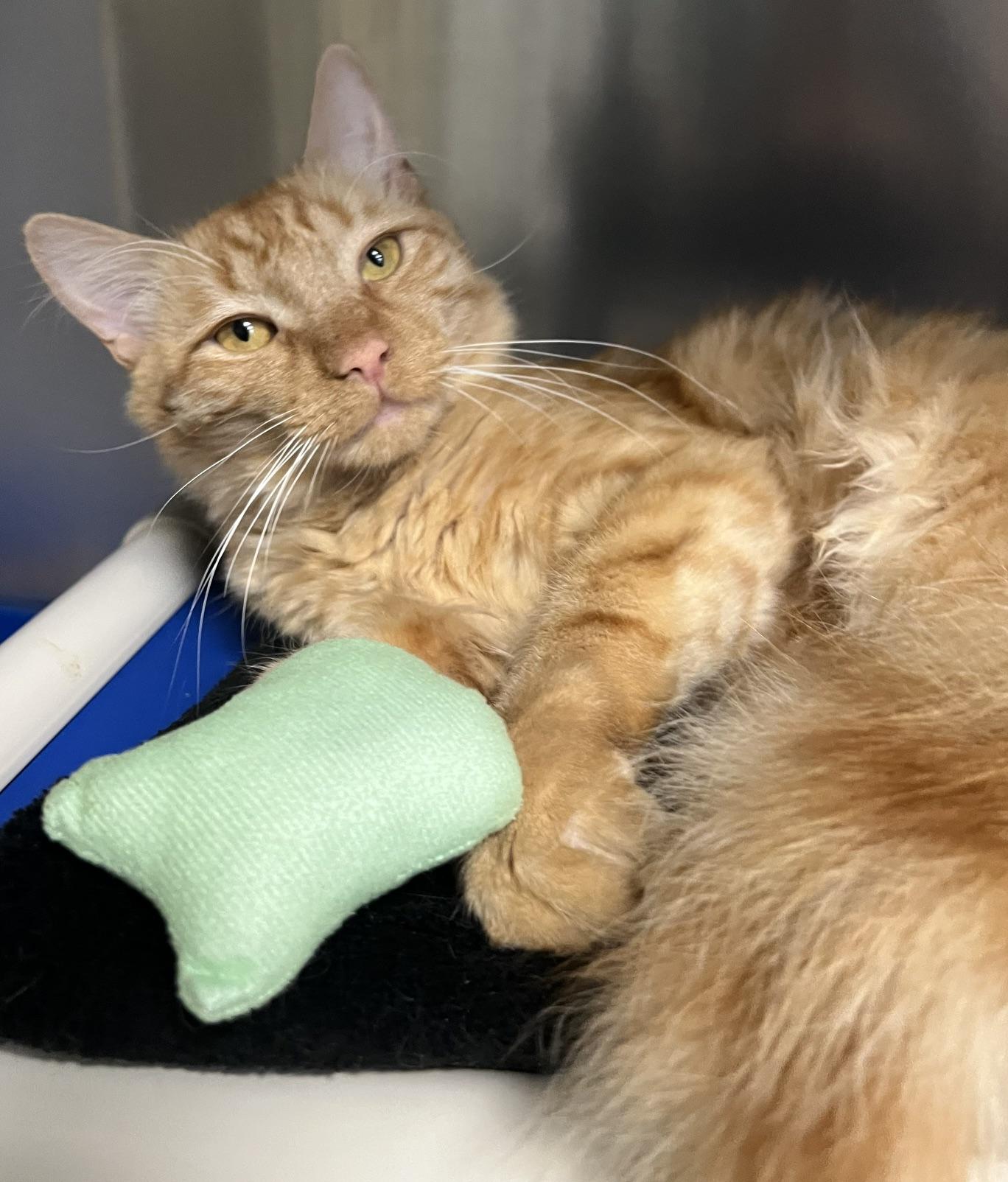 Enlarge Skipper, an adopted Domestic Medium Hair in Johnston, RI image 4/6