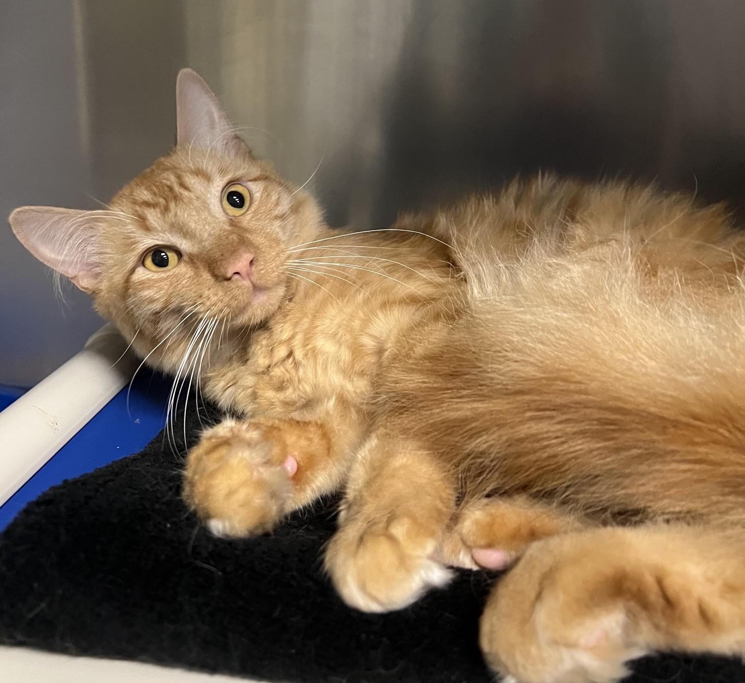 Enlarge Skipper, an adopted Domestic Medium Hair in Johnston, RI image 3/6