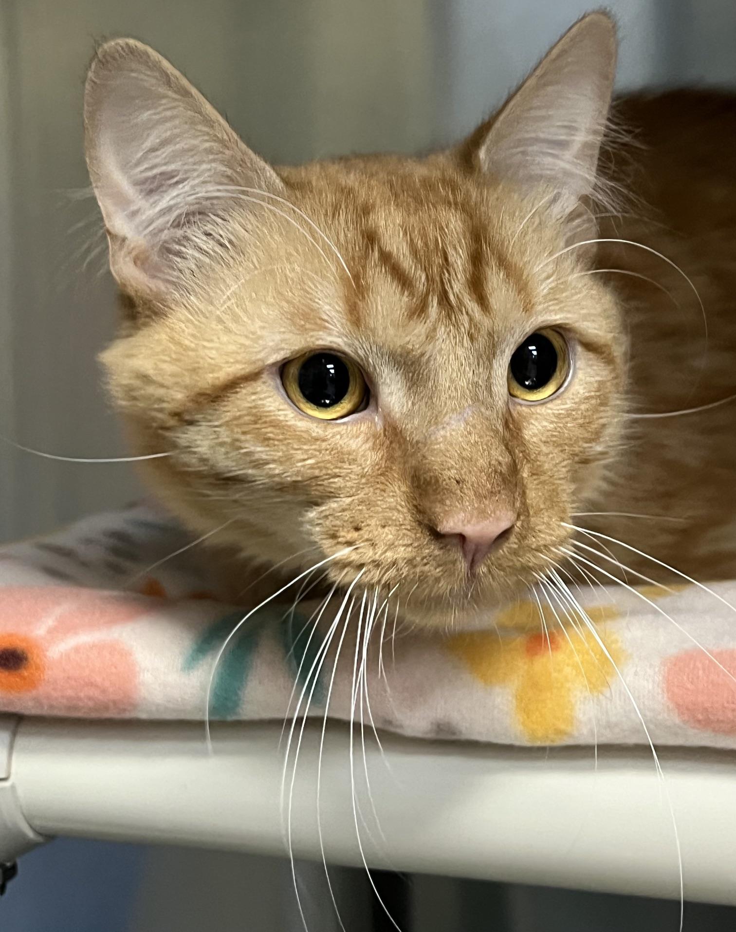 Enlarge Skipper, an adopted Domestic Medium Hair in Johnston, RI image 2/6
