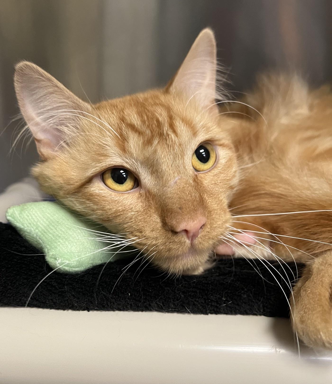 Enlarge Skipper, an adopted Domestic Medium Hair in Johnston, RI image 1/6