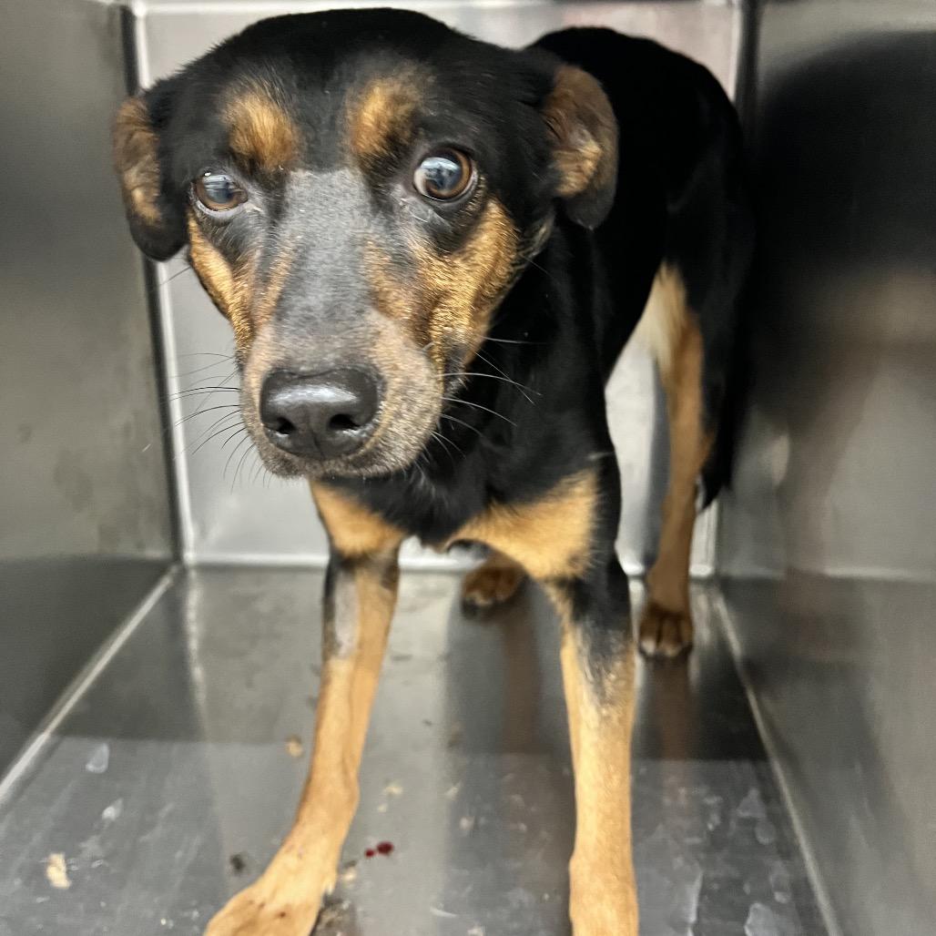 Jackee, Adoptable, Young Female Mixed Breed.