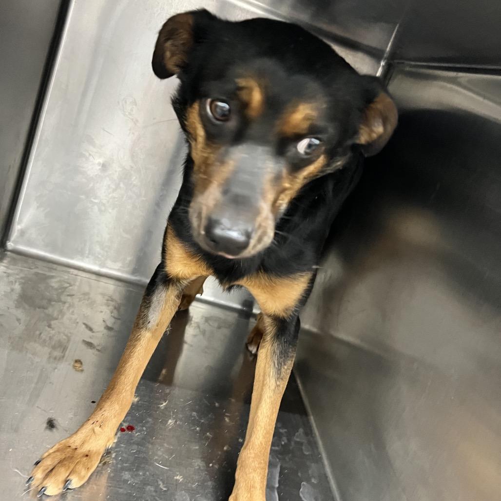 Enlarge Jackee, a Adoptable Mixed Breed in Corbin, KY image 2/3