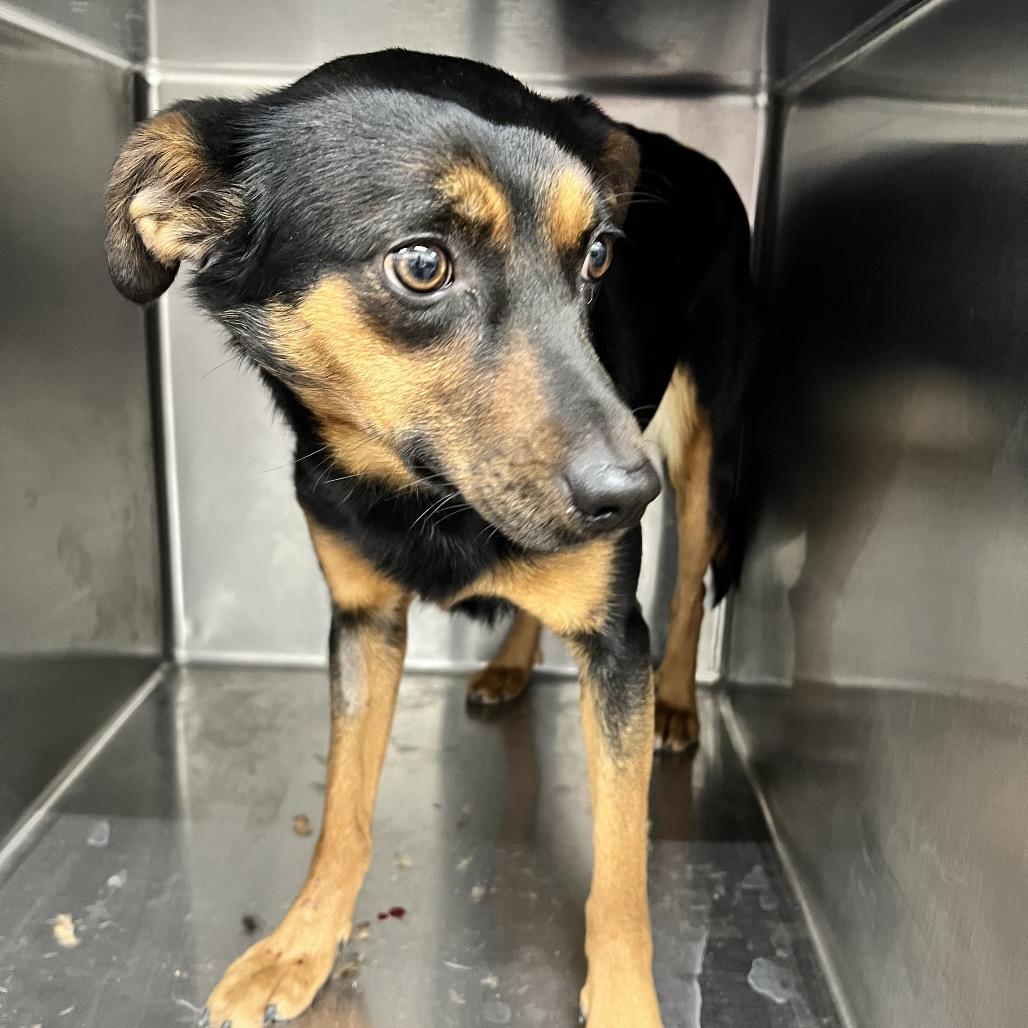 Enlarge Jackee, a Adoptable Mixed Breed in Corbin, KY image 3/3