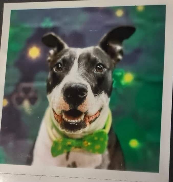 Faith, Adoptable, Young Female Terrier.