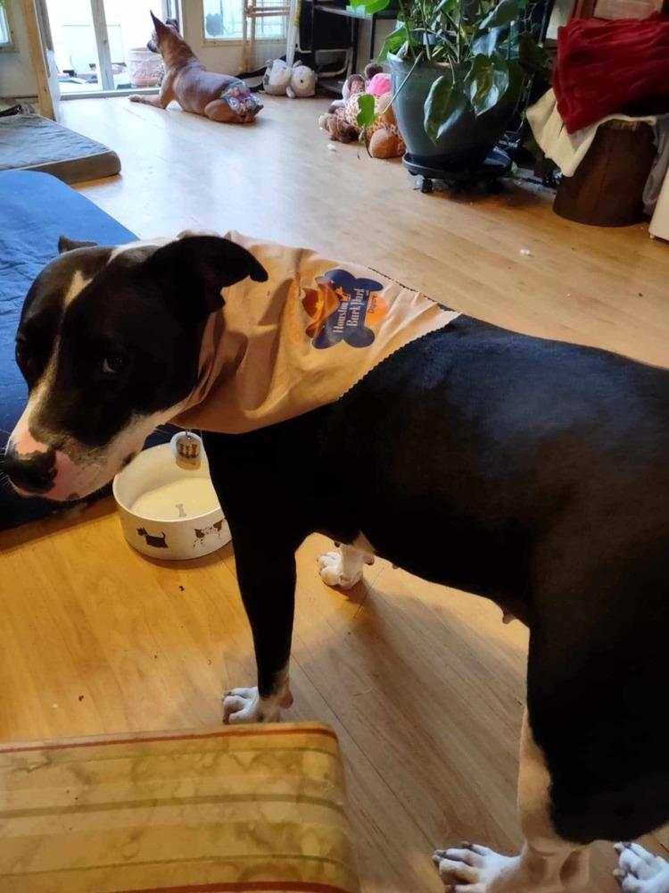 Enlarge Faith, a Adoptable Terrier in New Bedford, MA image 3/5