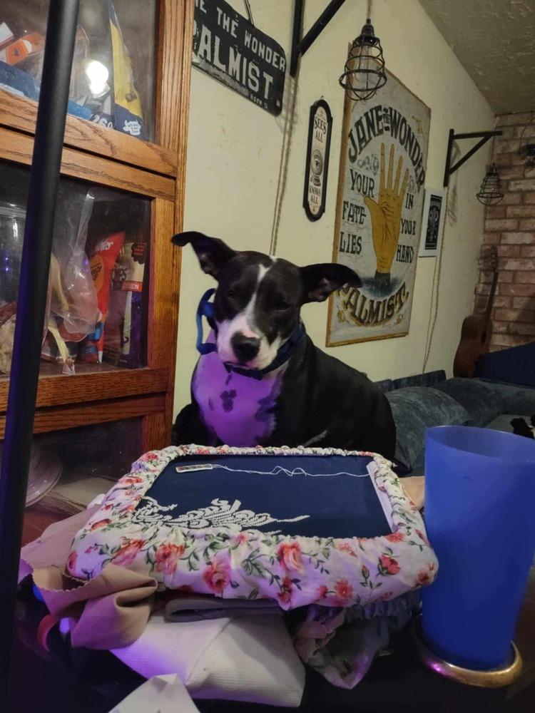 Enlarge Faith, a Adoptable Terrier in New Bedford, MA image 4/5