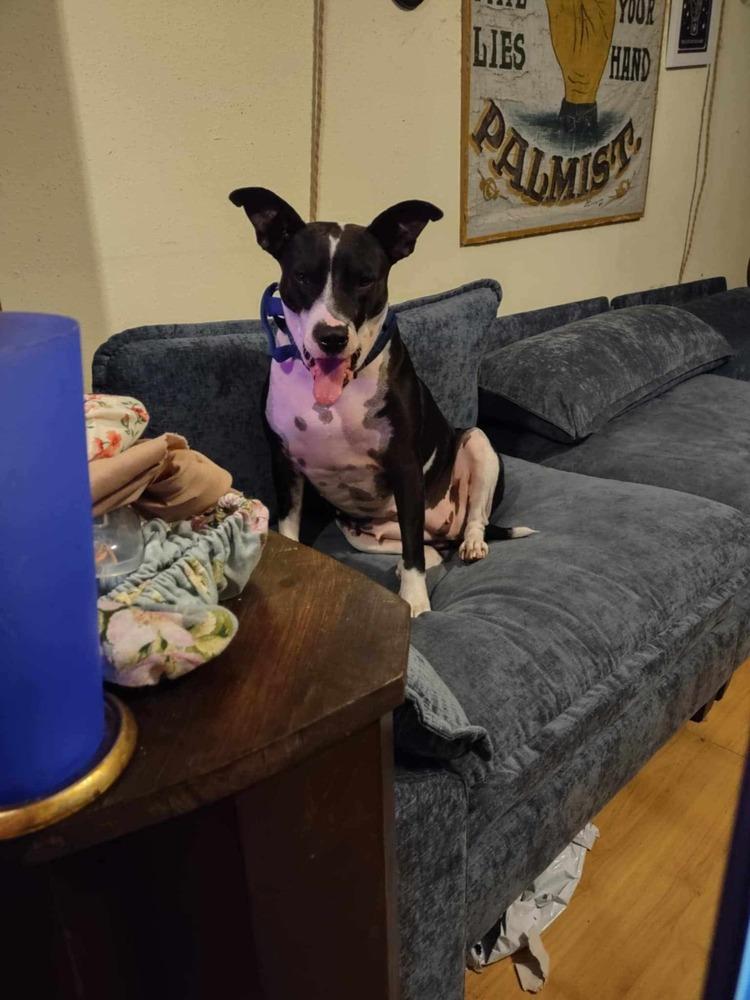 Enlarge Faith, a Adoptable Terrier in New Bedford, MA image 5/5