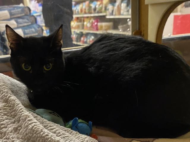 Enlarge Keaton, a ADOPTABLE Domestic Short Hair in Upland, CA image 1/1