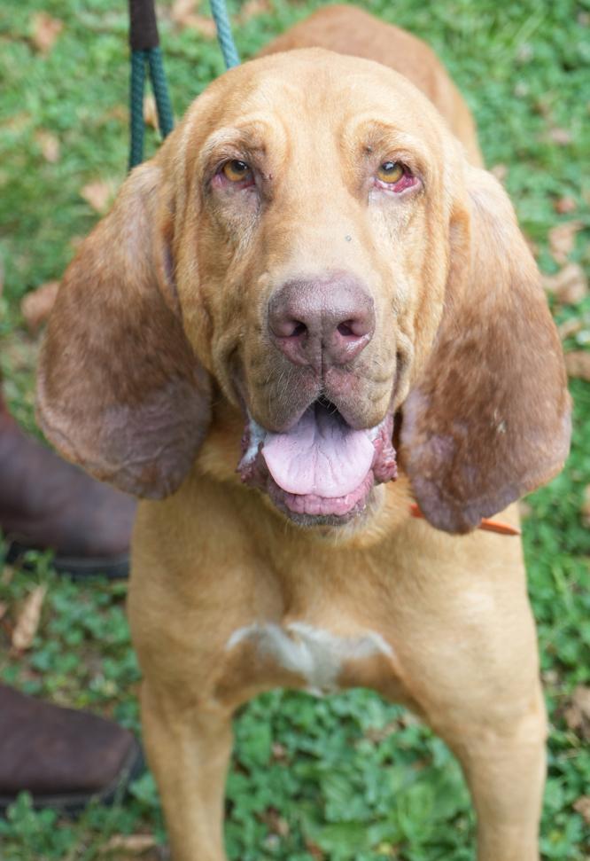 Enlarge Brooks is PERFECT BIG BOY -BONDED - Bloodhound ANGEL - please ask for videos as we have tons!, a Adoptable Bloodhound in Bedford Hills, NY image 3/6