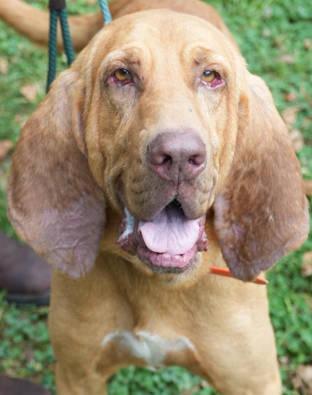 Enlarge Brooks is PERFECT BIG BOY -BONDED - Bloodhound ANGEL - please ask for videos as we have tons!, a Adoptable Bloodhound in Bedford Hills, NY image 4/6
