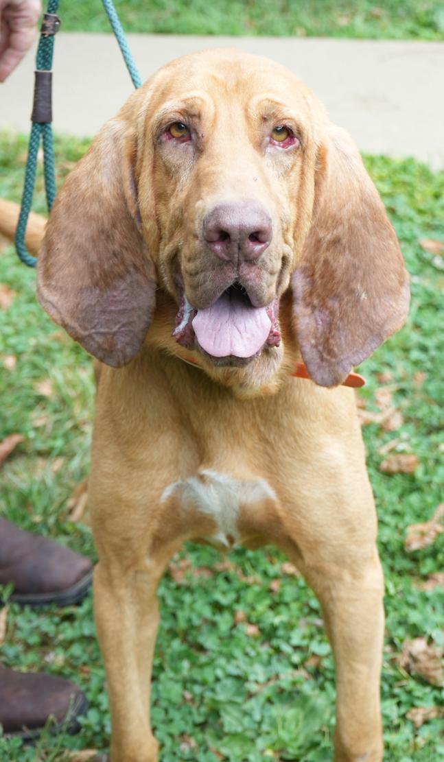 Enlarge Brooks is PERFECT BIG BOY -BONDED - Bloodhound ANGEL - please ask for videos as we have tons!, a Adoptable Bloodhound in Bedford Hills, NY image 6/6