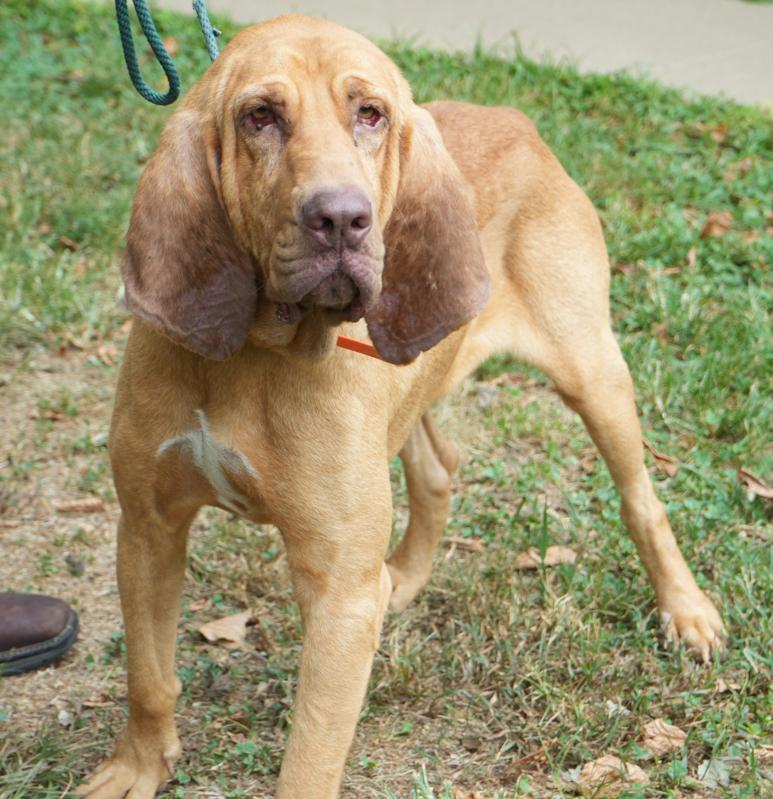 Enlarge Brooks is PERFECT BIG BOY -BONDED - Bloodhound ANGEL - please ask for videos as we have tons!, a Adoptable Bloodhound in Bedford Hills, NY image 5/6