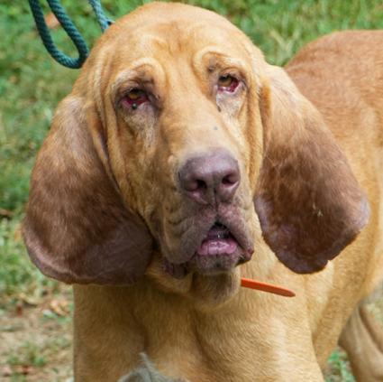 Enlarge Brooks is PERFECT BIG BOY -BONDED - Bloodhound ANGEL - please ask for videos as we have tons!, a Adoptable Bloodhound in Bedford Hills, NY image 1/6