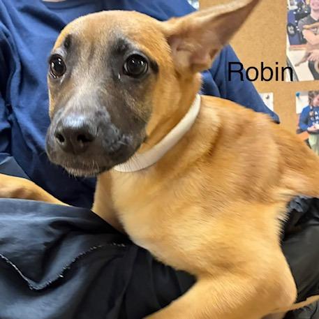 Enlarge Robin, a Adoptable Mixed Breed in Knoxville, TN image 1/1