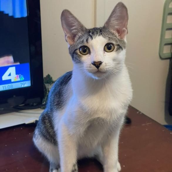 Brian, Adoptable, Young Male American Shorthair.