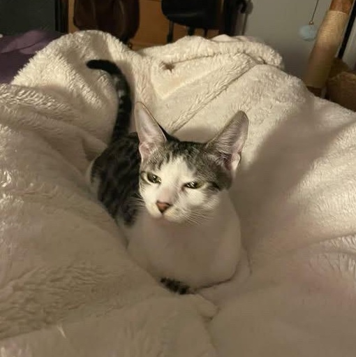 Enlarge Brian, a Adoptable mixed breed in Los Angeles, CA image 2/4