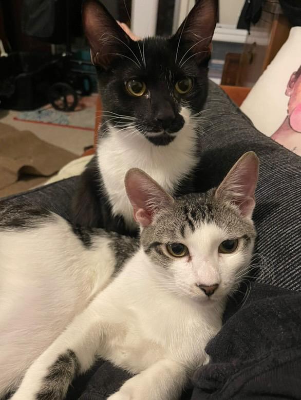 Enlarge Brian, a Adoptable mixed breed in Los Angeles, CA image 4/4