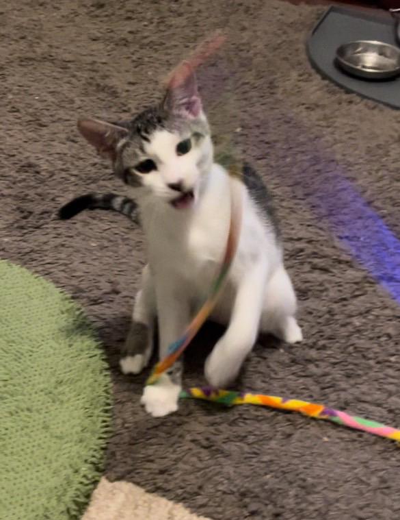 Enlarge Brian, a Adoptable mixed breed in Los Angeles, CA image 3/4