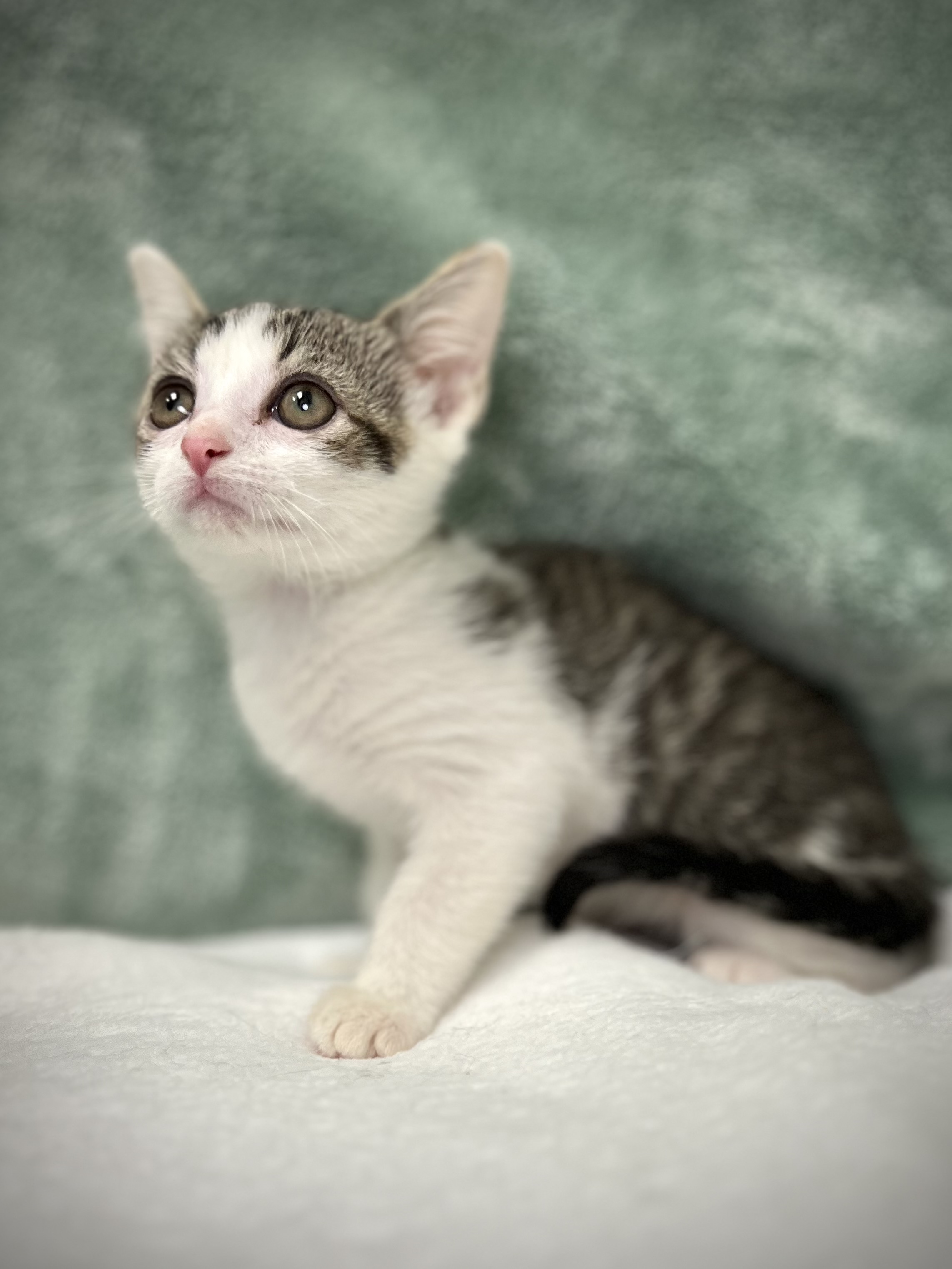 Tyler, a Adoptable mixed breed in Greensboro, NC image 3/6