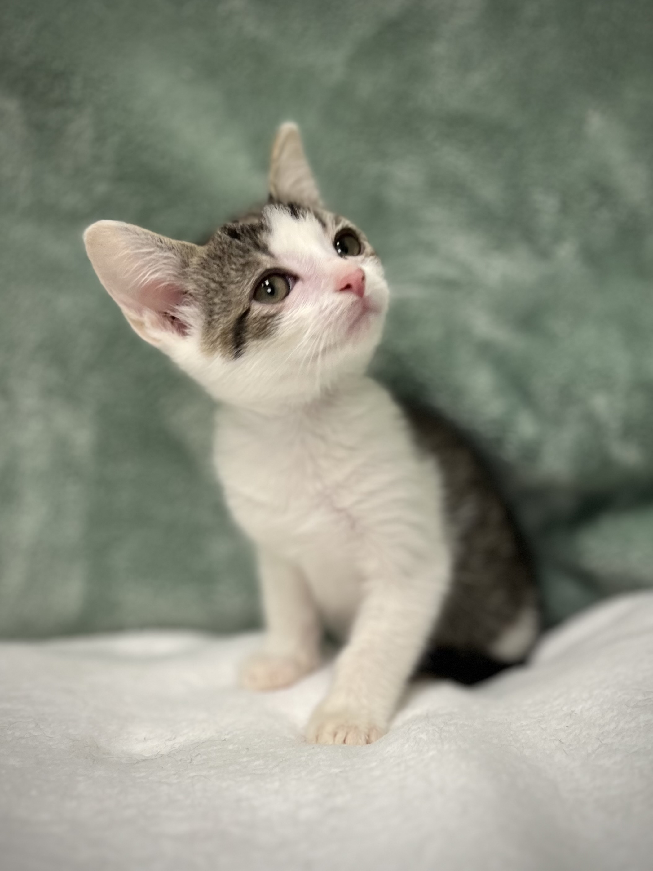 Tyler, a Adoptable mixed breed in Greensboro, NC image 1/6