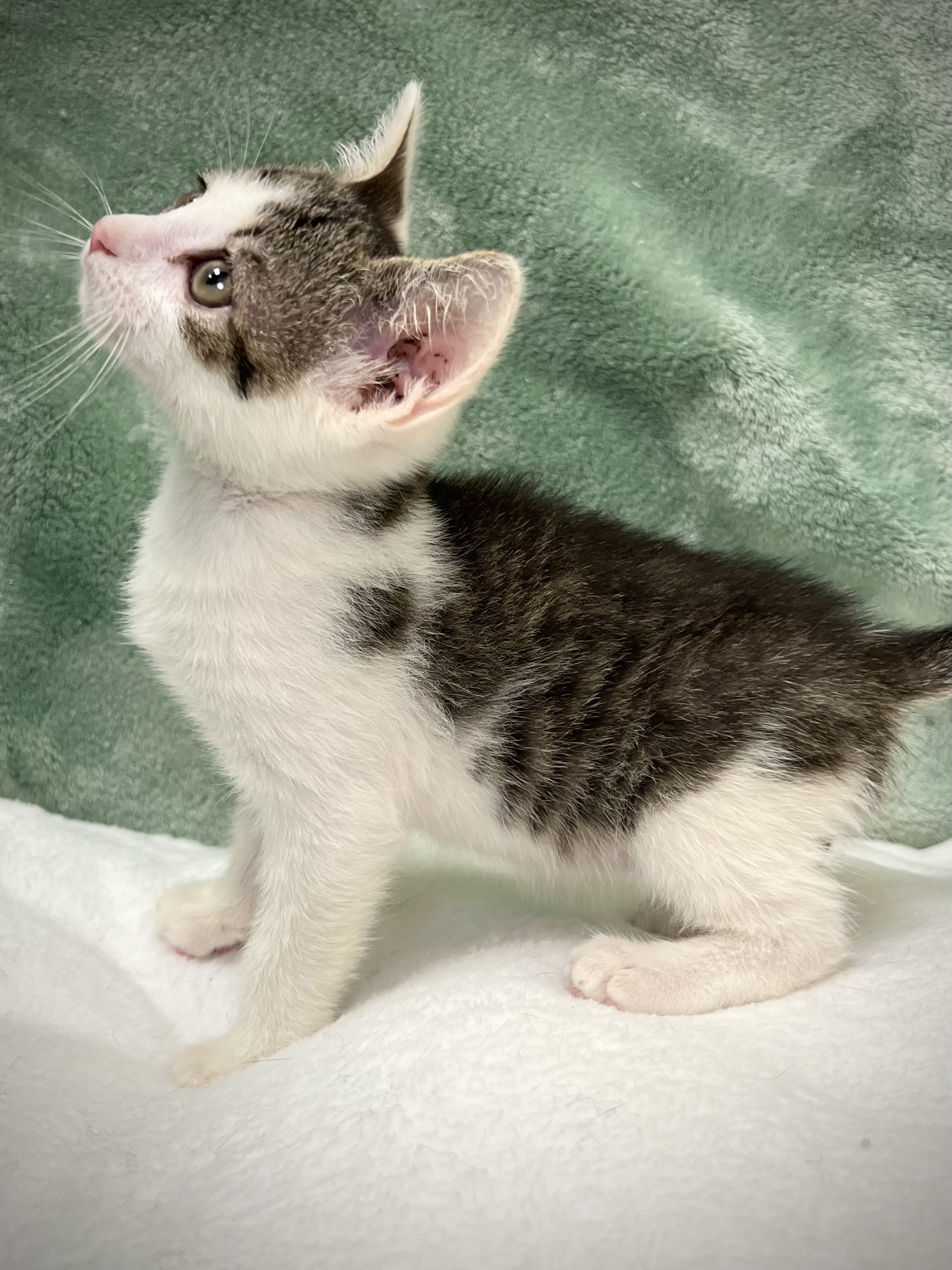 Tyler, a Adoptable mixed breed in Greensboro, NC image 2/6